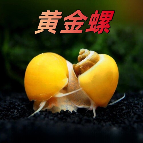黄金螺除藻螺观赏螺鱼缸清洁