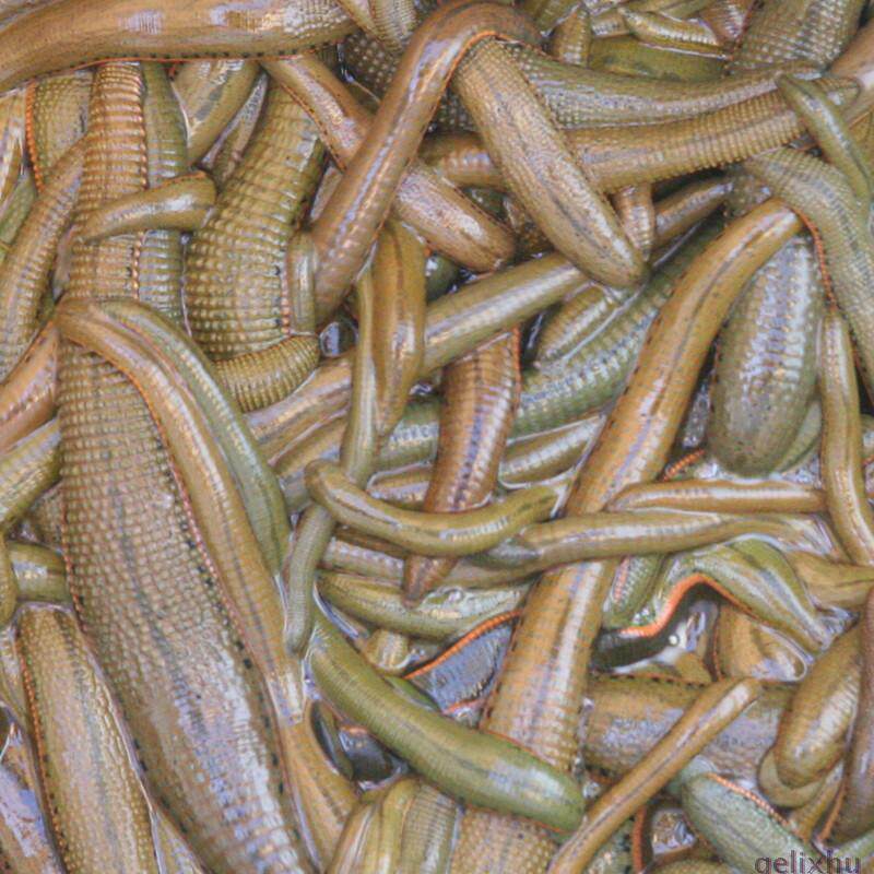 水蛭活体菲牛蛭种苗 吸血蚂蟥 其它水族宠物