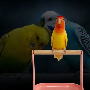 鹦鹉站架桌面鸟架子玩具伯劳虎皮站杆牡丹玄凤训练用品小型鸟站架