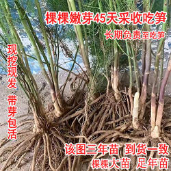 芦笋苗芦笋根苗带土芦笋秧苗青芦笋紫色水果芦笋盆栽阳台四季蔬菜