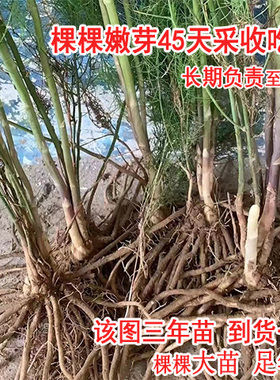 【芦笋根苗】多年生现挖带芽芦笋苗带土绿色芦笋紫色水果芦笋盆栽