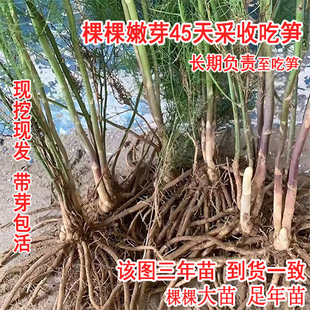 【芦笋根苗】多年生现挖带芽芦笋苗带土绿色芦笋紫色水果芦笋盆栽