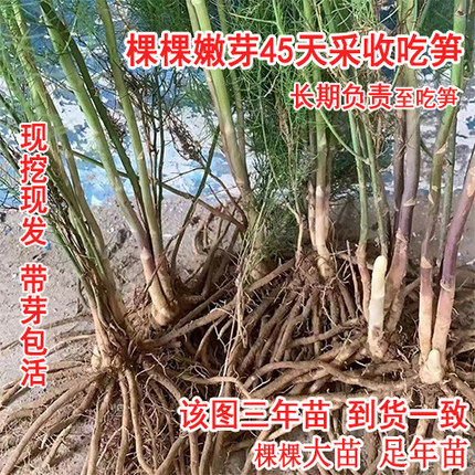 【芦笋根苗】多年生现挖带芽芦笋苗带土绿色芦笋紫色水果芦笋盆栽
