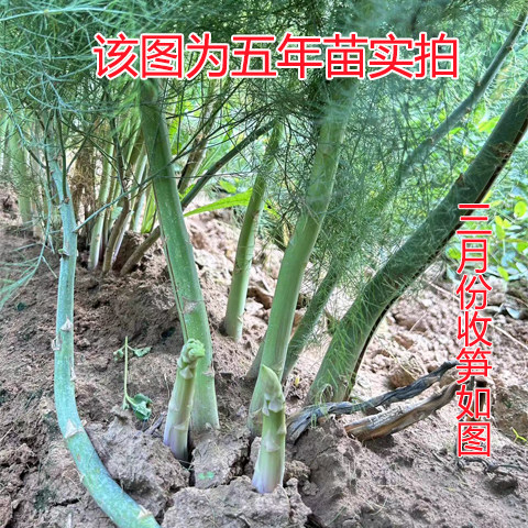 芦笋苗根苗种苗芦笋籽绿色紫色水桌面绿植