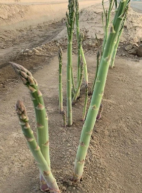 芦笋根苗芦笋苗庭院蔬菜盆栽白芦笋紫色水果芦笋菜园四季蔬菜绿植