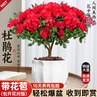 杜鹃花苗盆栽带花苞发货四季 好养植物大棵花苗阳台室内绿植花卉