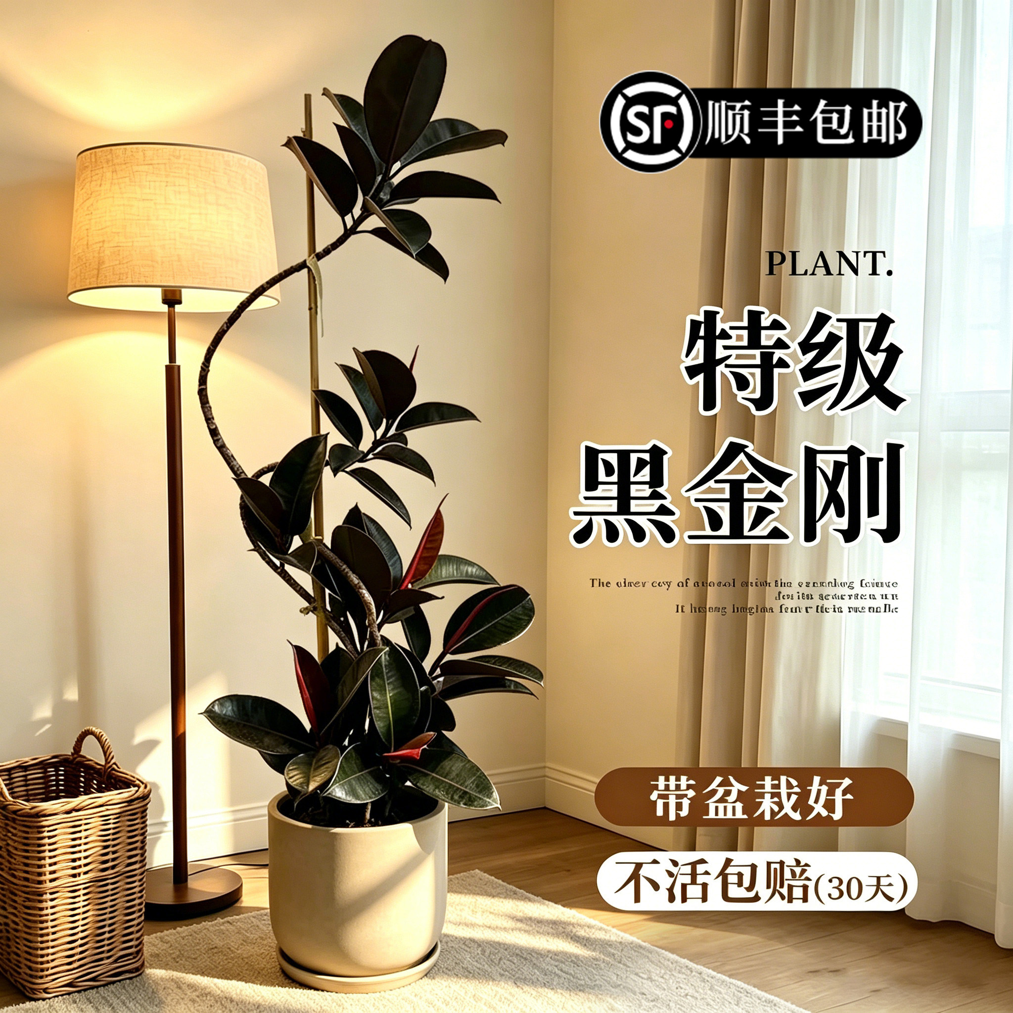 送货上门 黑金刚橡皮树客厅大盆栽造型室内绿植真树好养大型植物