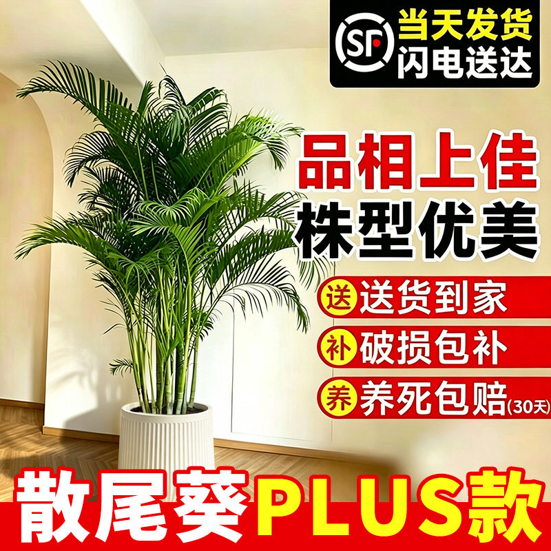送货上门 散尾葵大盆栽室内落地好养凤尾竹高端大型绿植夏威夷竹