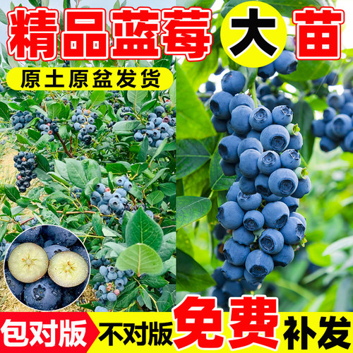 精品蓝莓树果苗盆栽南北方种植
