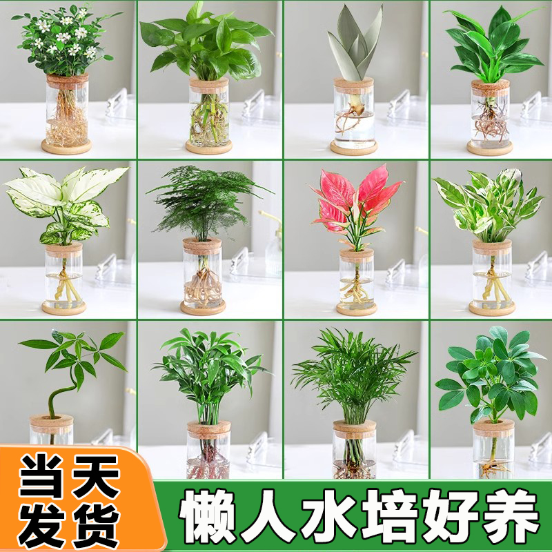文竹水培植物办公水养桌面小绿植