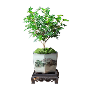 清香胡椒木盆栽迷你桌面盆景植物花卉客厅办公室内好养小绿植