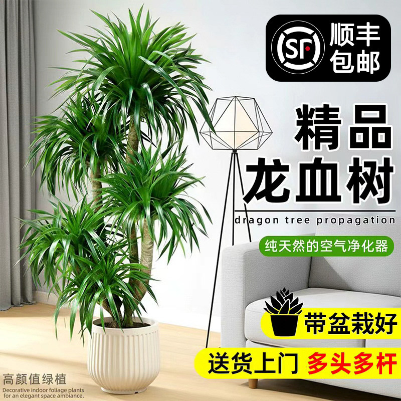 送货上门 龙血树客厅高级感绿植室内大型轻奢盆栽好养植物龙须树