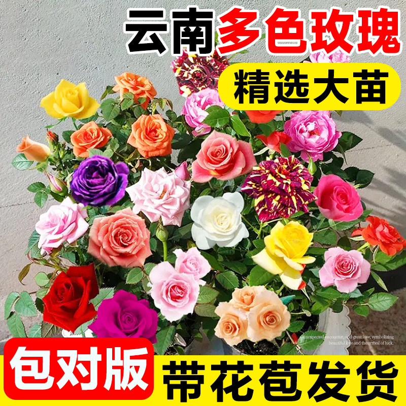 云南混色玫瑰花盆栽四季好养月季老桩巨型特大果汁阳台浓香花卉苗,鲜花速递/花卉仿真/绿植园艺,月季/蔷薇/玫瑰,淘宝优惠券,粉丝福利购,淘宝优惠卷