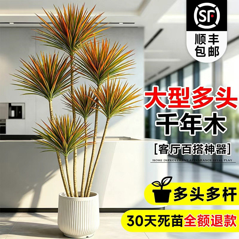 送货上门 千年木多头造型大型盆栽七彩铁龙血树室内落地好养植物
