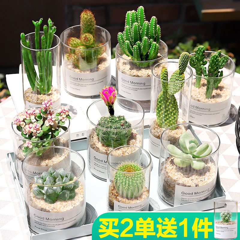 多肉植物仙人掌仙人球肉肉组合盆栽办公室内花卉防辐射桌面小绿植