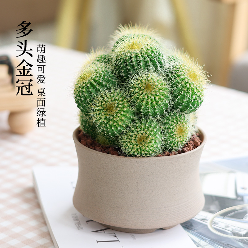 多头金冠仙人球仙人掌桌面小盆栽