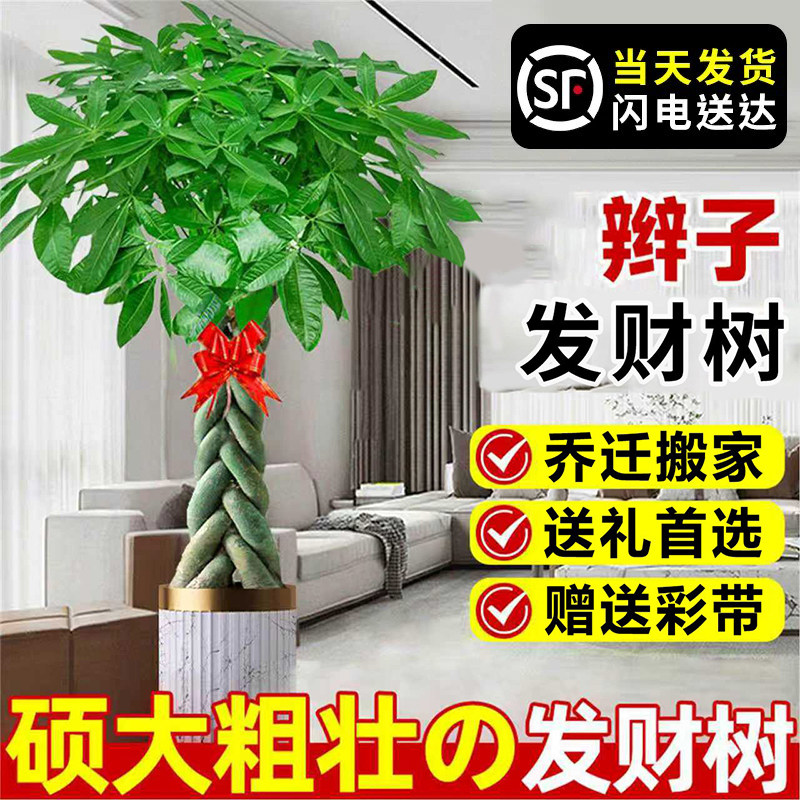 送货上门 辫子发财树盆栽大型招财树室内旺宅盆景大绿植开业送礼