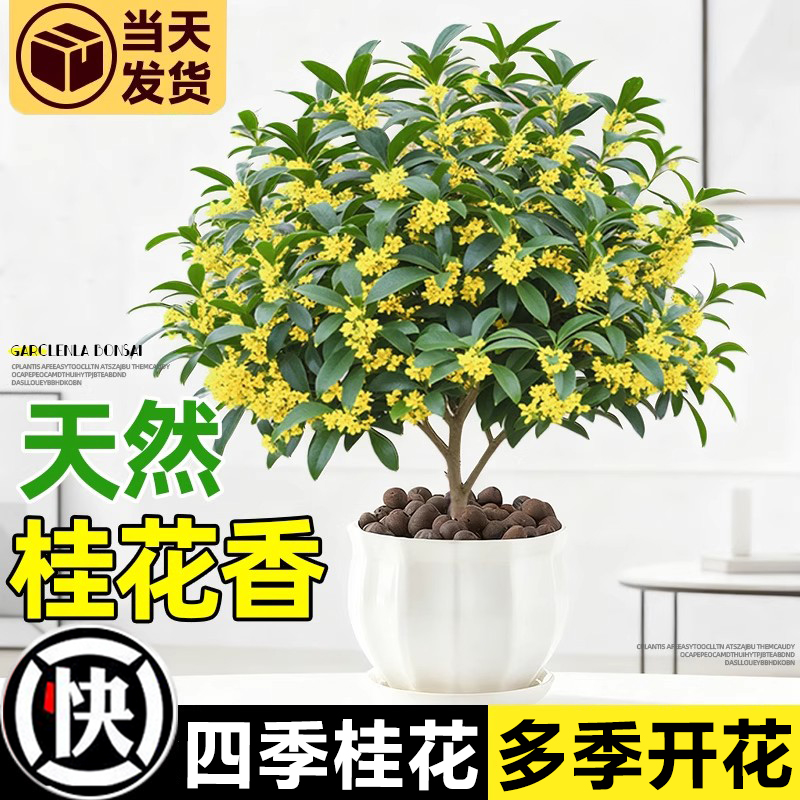 四季桂花树苗盆栽老桩花卉八月桂室内客厅绿植好养阳台浓香型植物