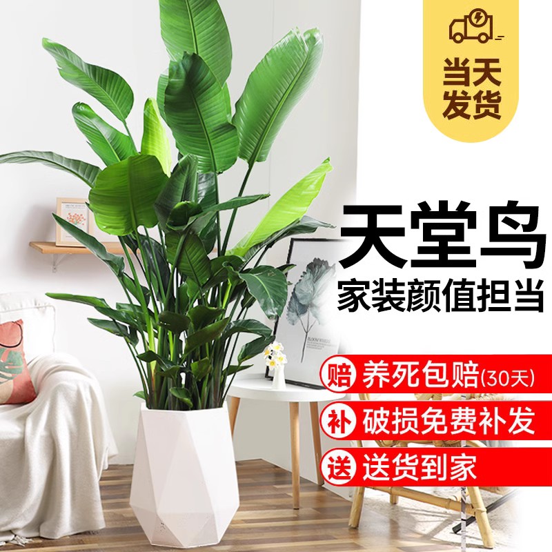 大型天堂鸟客厅绿植鹤望兰盆栽植物办公室室内外花卉吸除大叶甲醛高性价比高么？