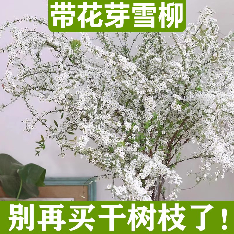 雪柳鲜切鲜枝遇水开花水培植物