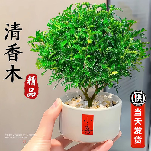 清香胡椒木盆栽客厅桌面植物