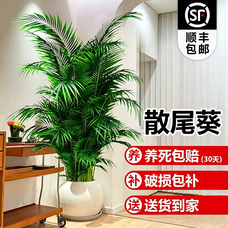 散尾葵植物大盆栽客厅大型绿植室内落地好养凤尾竹高端大气上档次