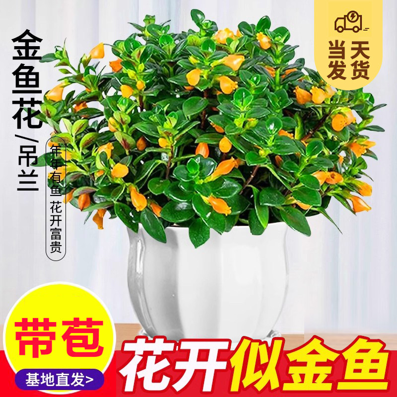 大盆金鱼花吊兰盆栽带花苞发货四季阳台观赏好养旺宅花卉垂吊绿植
