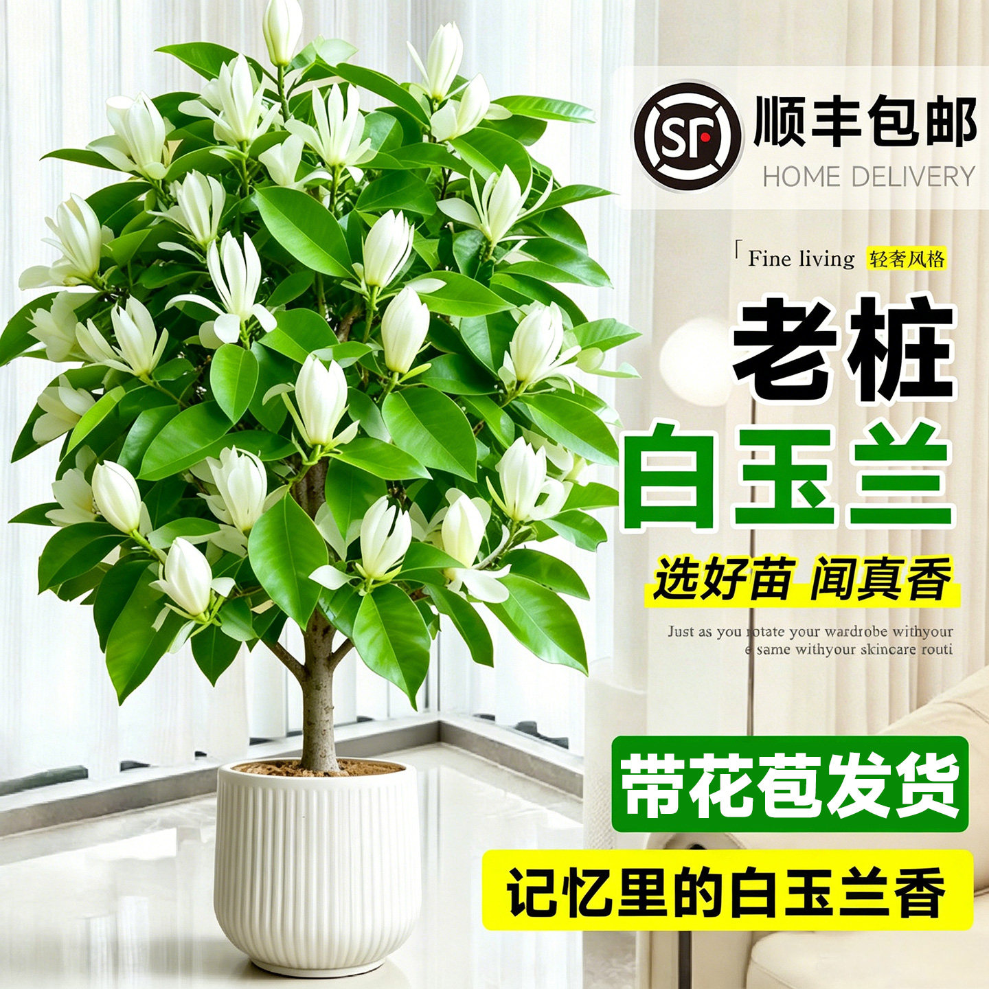 白兰花盆栽玉兰花老桩树苗带花苞阳台庭院浓香型花卉四季好养植物