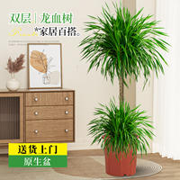 Door-to-door delivery of dragon's Blood tree, a high-end green plant for the living room, a large indoor light luxury potted plant that is easy to care for, the Dragon's Beard tree thumbnail 2