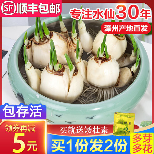 水仙花销量排行榜 水仙花品牌热度排名 小麦优选