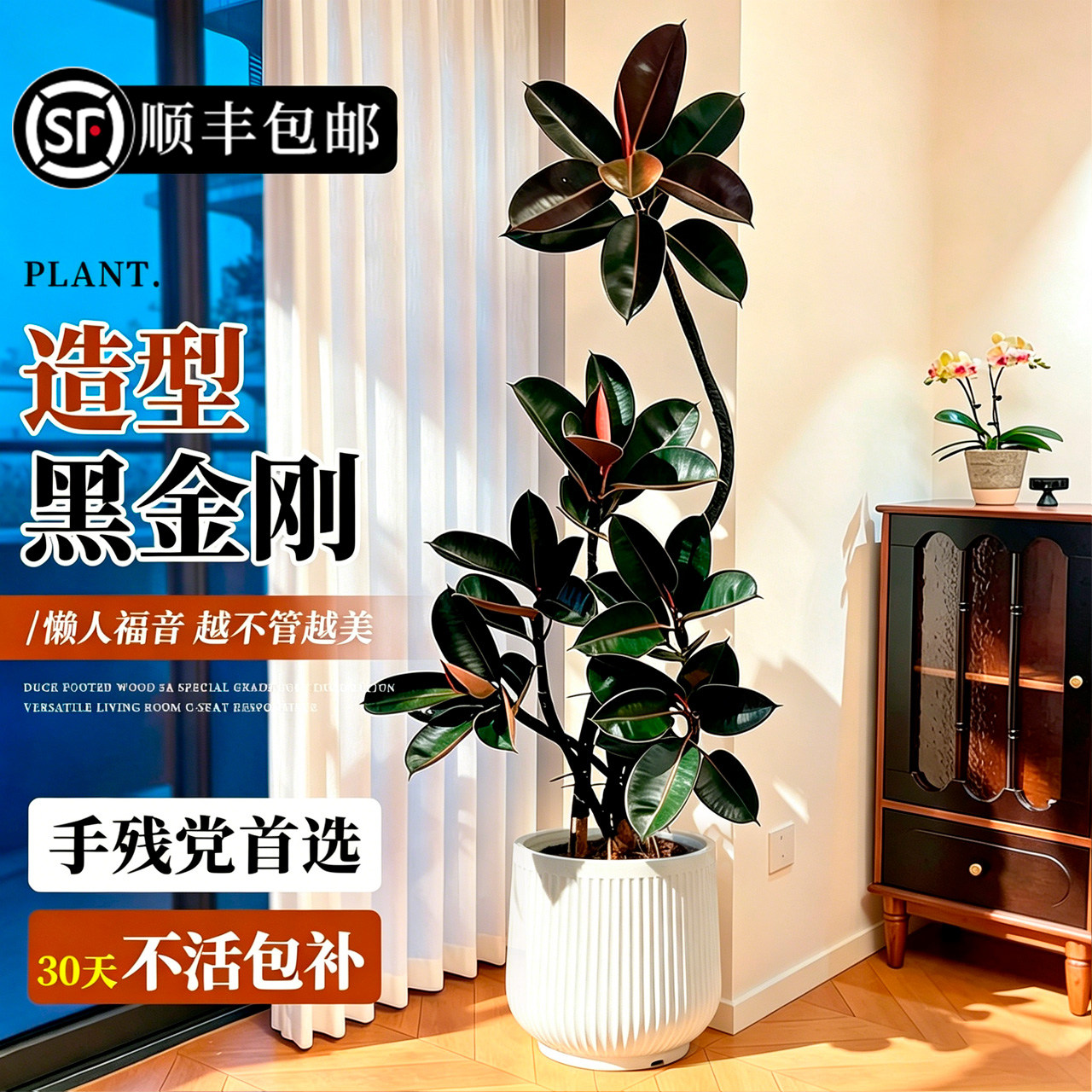 送货上门 黑金刚橡皮树大盆栽高级感客厅轻奢室内好养落地大绿植