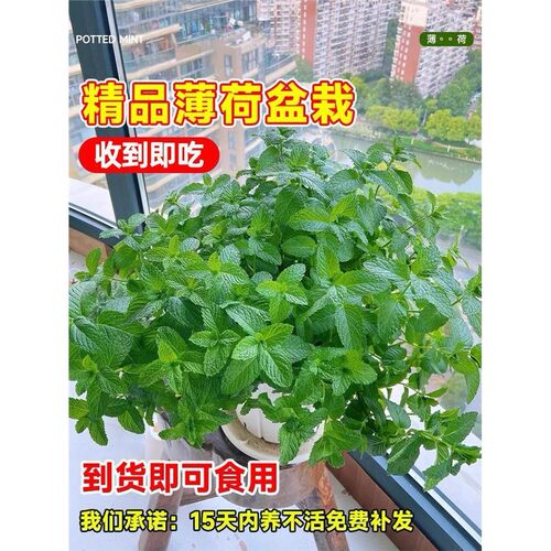 薄荷盆栽可食用植物盆栽驱蚊绿植水培室内迷迭香四季柠檬猫薄荷叶