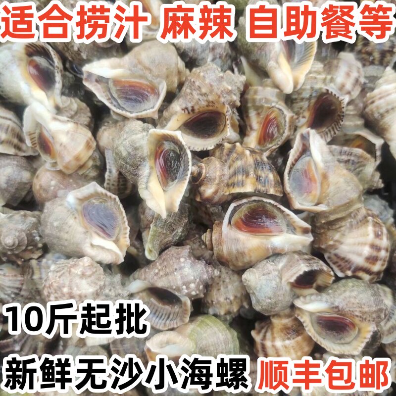 连云港海鲜鲜活海螺小海螺牙签螺新鲜海捕小海螺香螺水产贝类批发