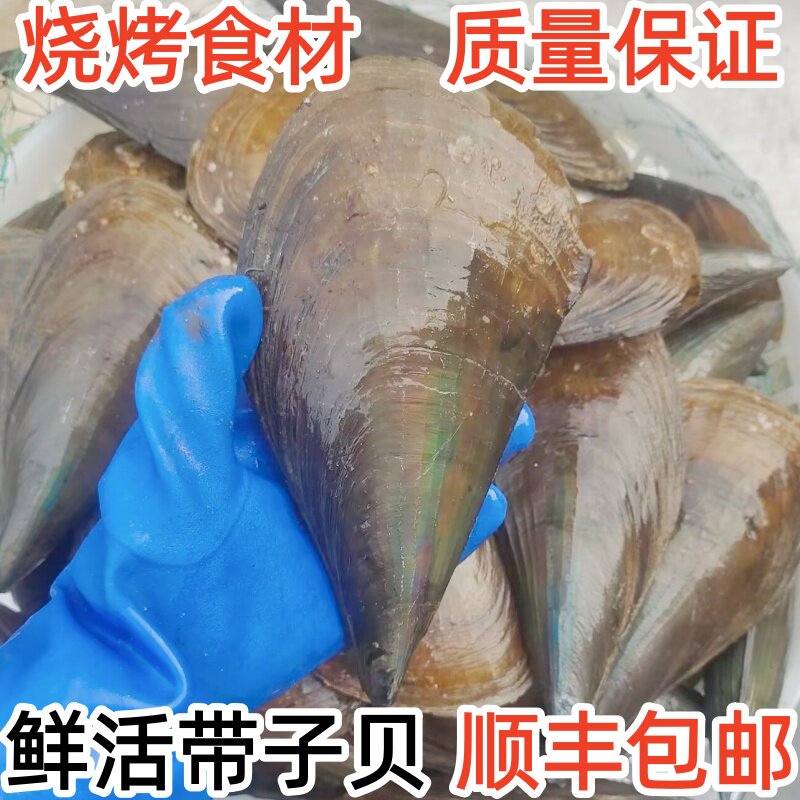 鲜活海鲜新鲜带子贝海捕顺丰包邮