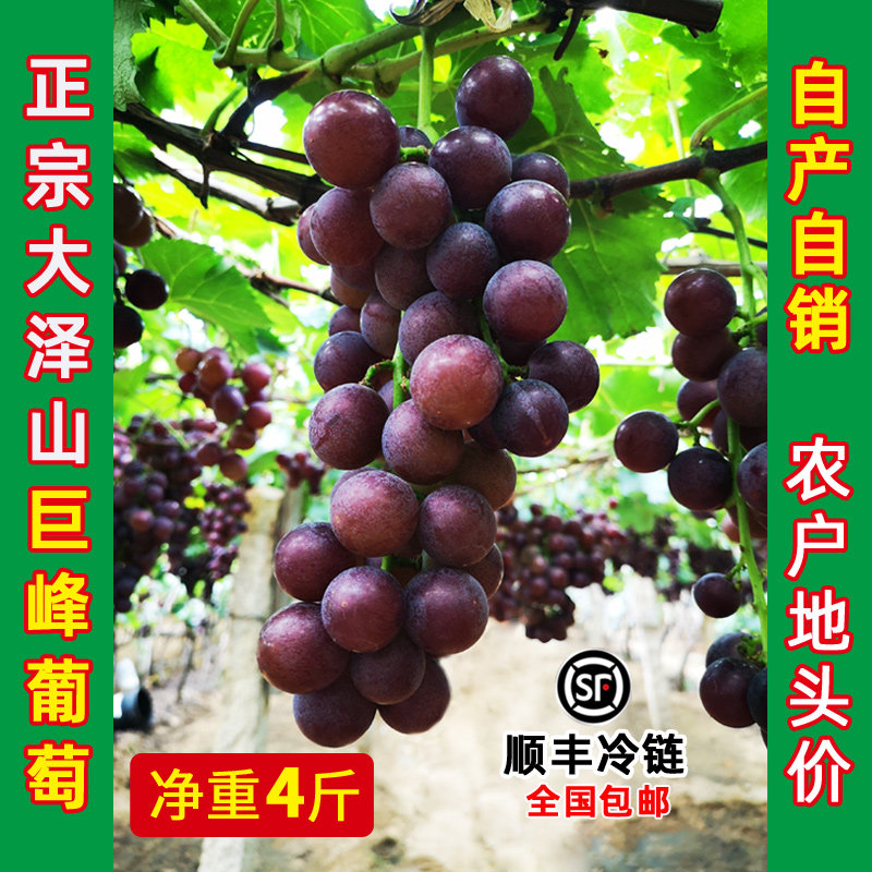 现摘现发大泽山葡萄巨峰葡萄新鲜时令水果当季露天纯甜葡萄顺丰
