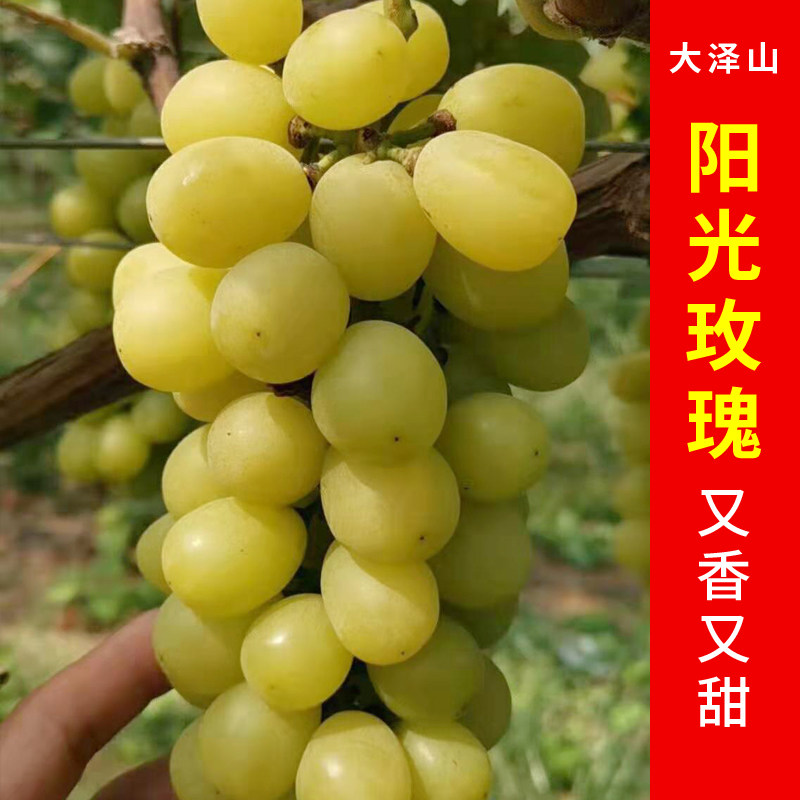 大泽山阳光玫瑰葡萄晴王小孩孕妇甜水果农家自种净重4斤顺丰包邮