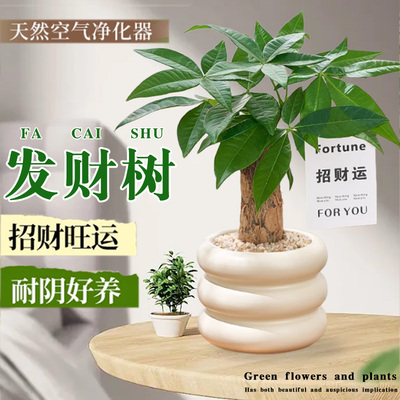 发财树趣味创意小盆栽室内客厅办公室懒人好养活绿植盆栽净化空气