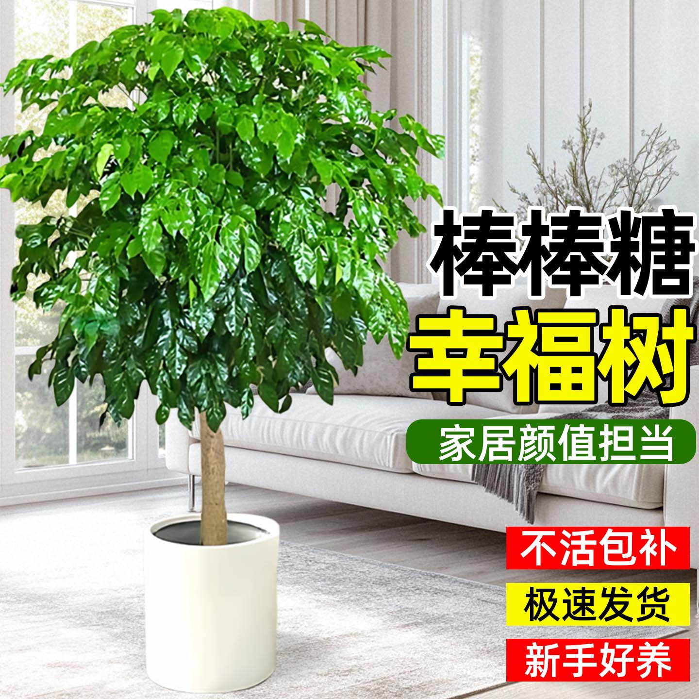 独杆棒棒糖幸福树客厅盆栽绿植室内植物盆景净化空气丛生好养易活