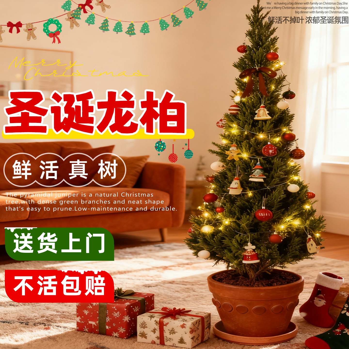 龙柏树苗塔柏盆景圣诞树真树装饰摆件客厅高级感挂件大型落地绿植