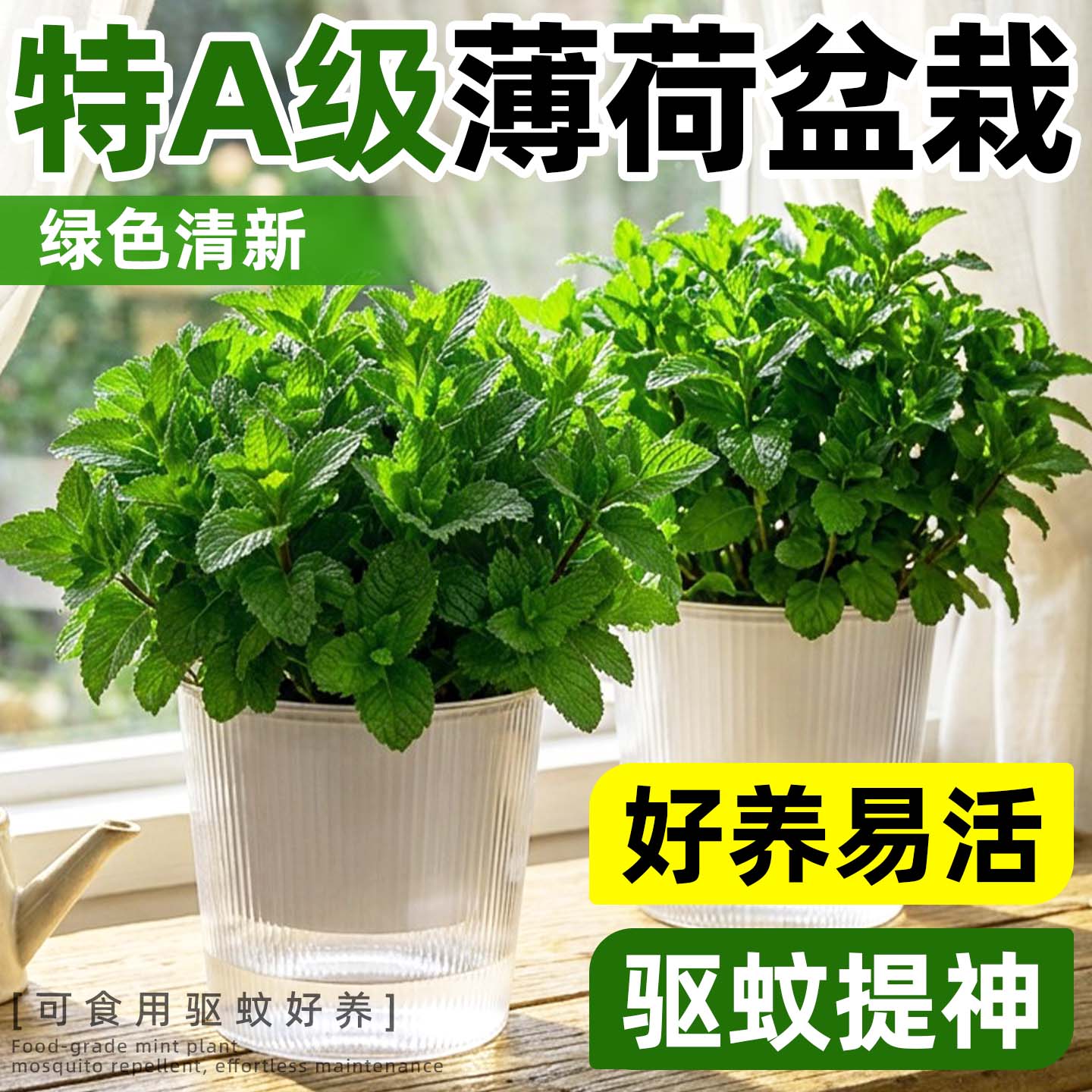 大盆薄荷盆栽迷迭香香草植物