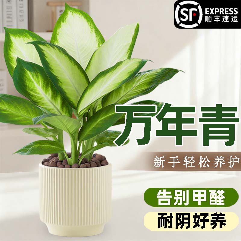 万年青高档绿植室内客厅办公室桌面净化空气耐阴好养易活植物盆栽