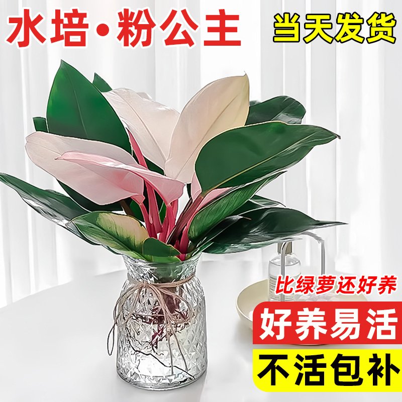 水培粉钻粉公主室内客厅好养植物蔓绿绒绿箩吸除甲醛铂金钻盆栽
