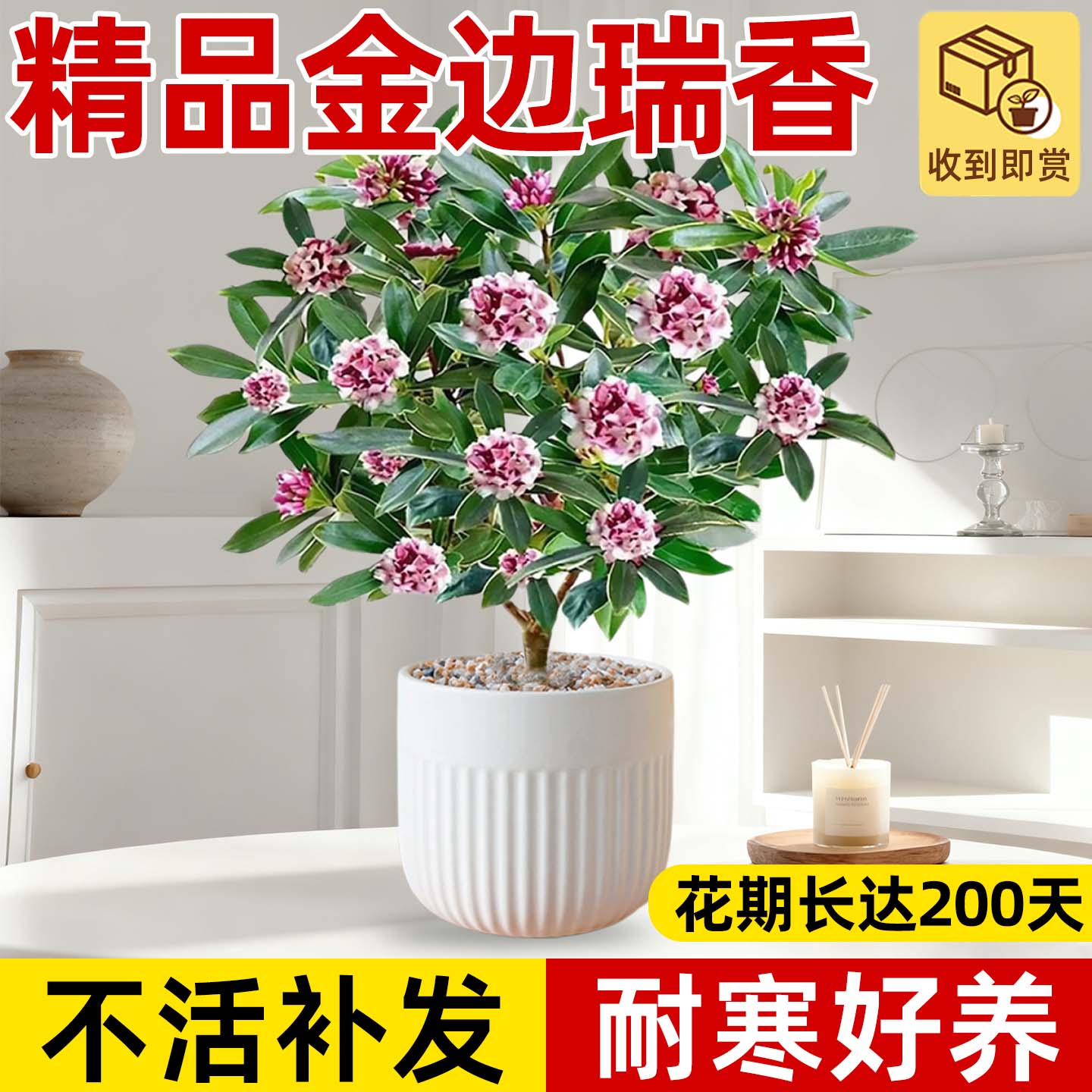 金边瑞香盆栽浓香型带花苞大苗老桩盆景客厅室内年宵花卉耐寒植物