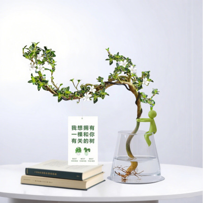 六月雪盆栽水培悬崖造型盆景办公室内桌面摆件易养观叶花卉绿植物