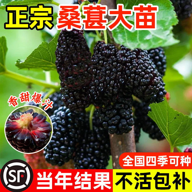 桑葚树苗嫁接无籽桑苗果树南北方种植桑椹苗地栽盆栽四季甜水果苗