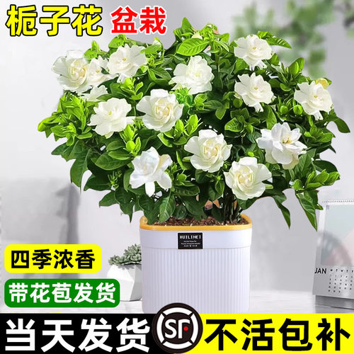 栀子花盆栽四季室内阳台带花苞开花水培植物树苗好养易活花卉绿植