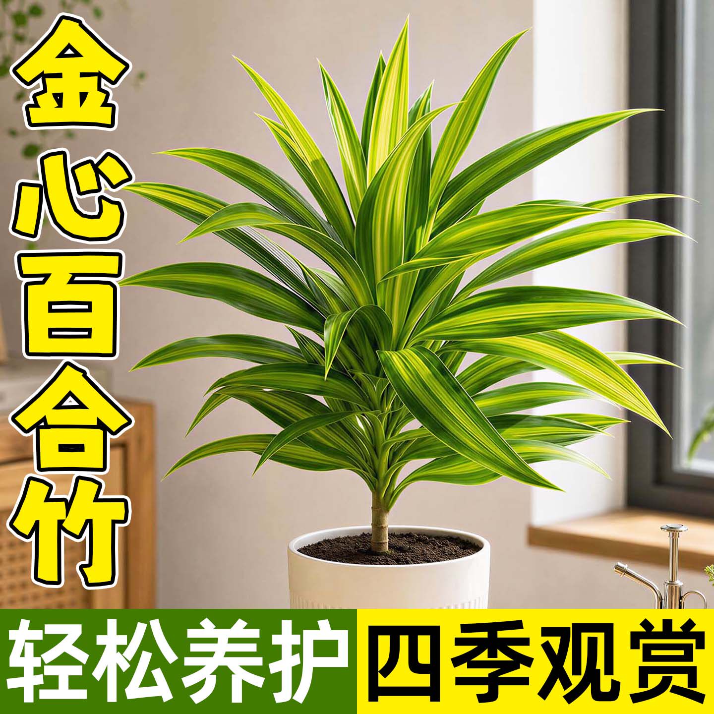 金心百合竹小苗带土球带叶北欧风图片