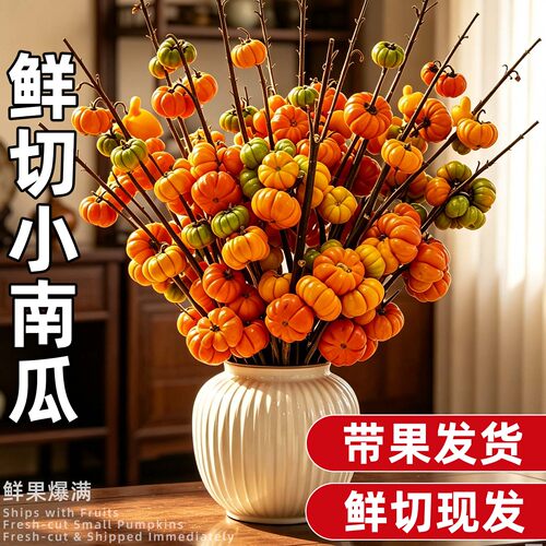 云南鲜切大果小南瓜水培鲜切花