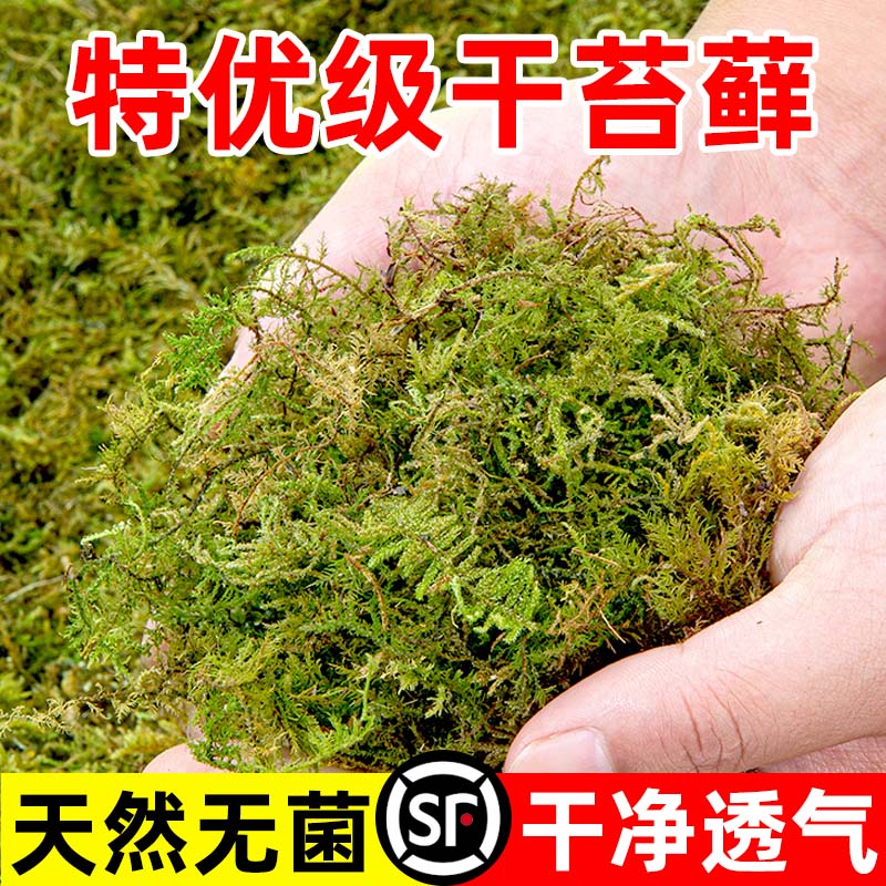 干苔藓水苔纯天然青苔专用营养土爬宠乌龟冬眠垫材蝴蝶兰石斛种植
