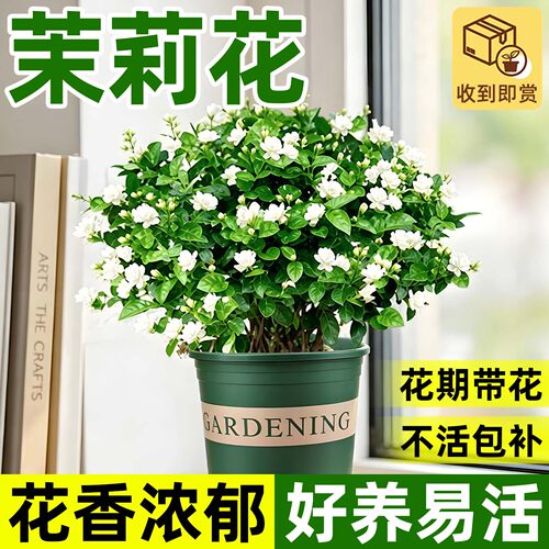室内好养茉莉花盆栽四季开花